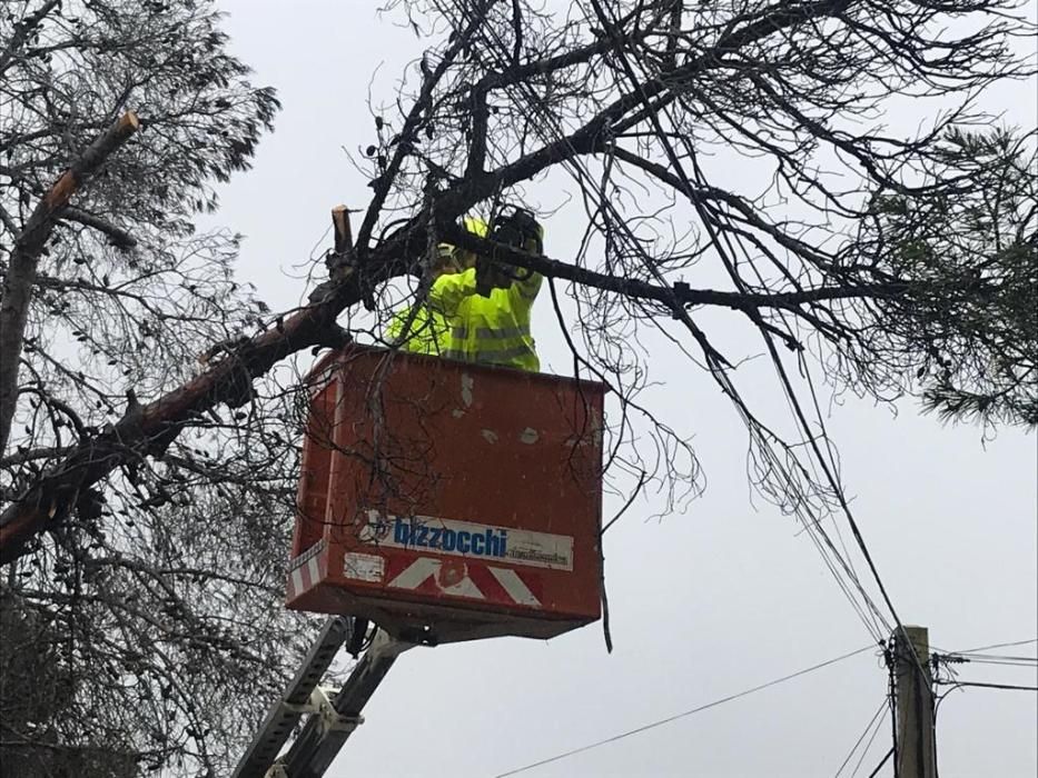 Imágenes del corte de una rama que afectaba al cableado eléctrico en Torrevieja.