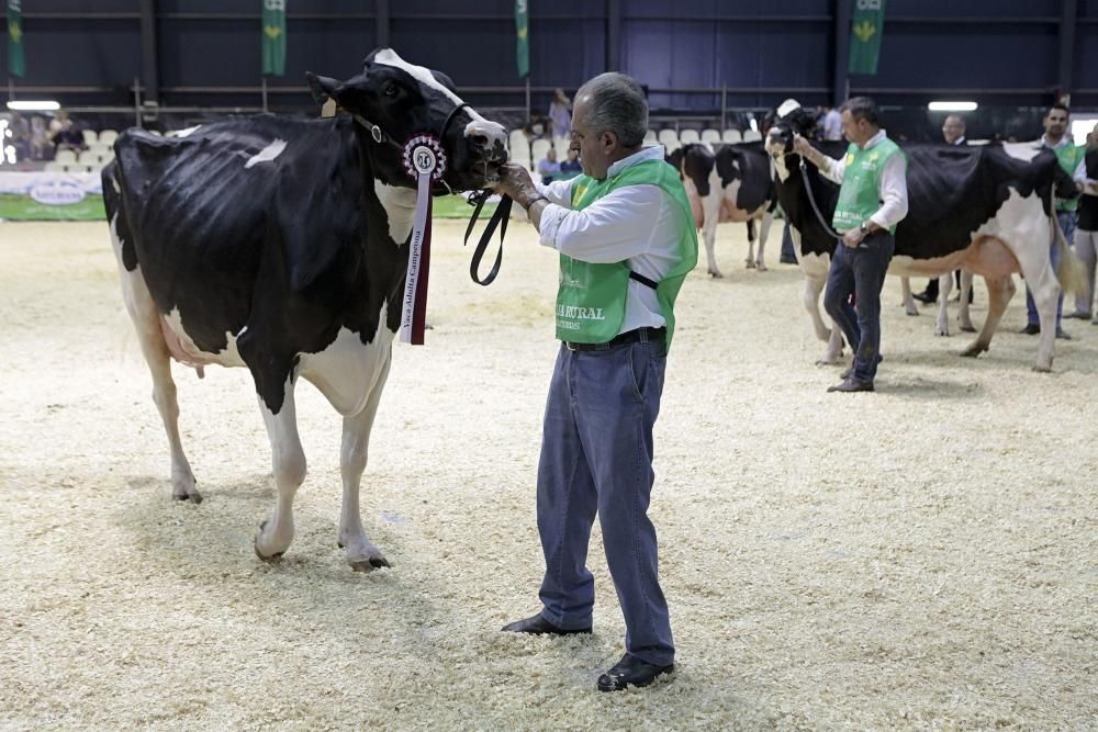 Las mejores vacas de Asturias se citan en la Feria de San Antonio de Gijón.