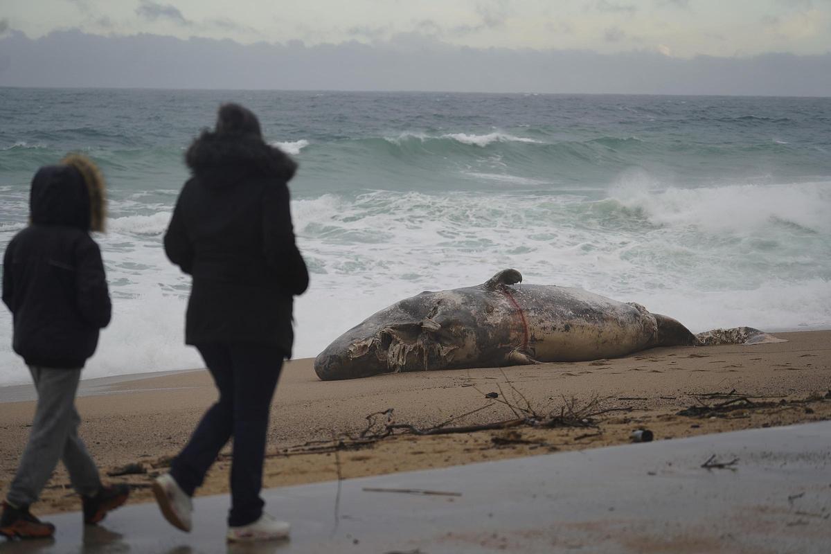 Imatges de la balena morta arrossegada pel temporal a la costa de Platja d'Aro