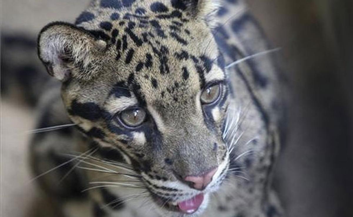 ’Max’, una cria lleopard, juga al zoològic de Khao Kheow, a Tailàndia. Aquest zoològic és el centre mundial de reproducció d’aquests animals.