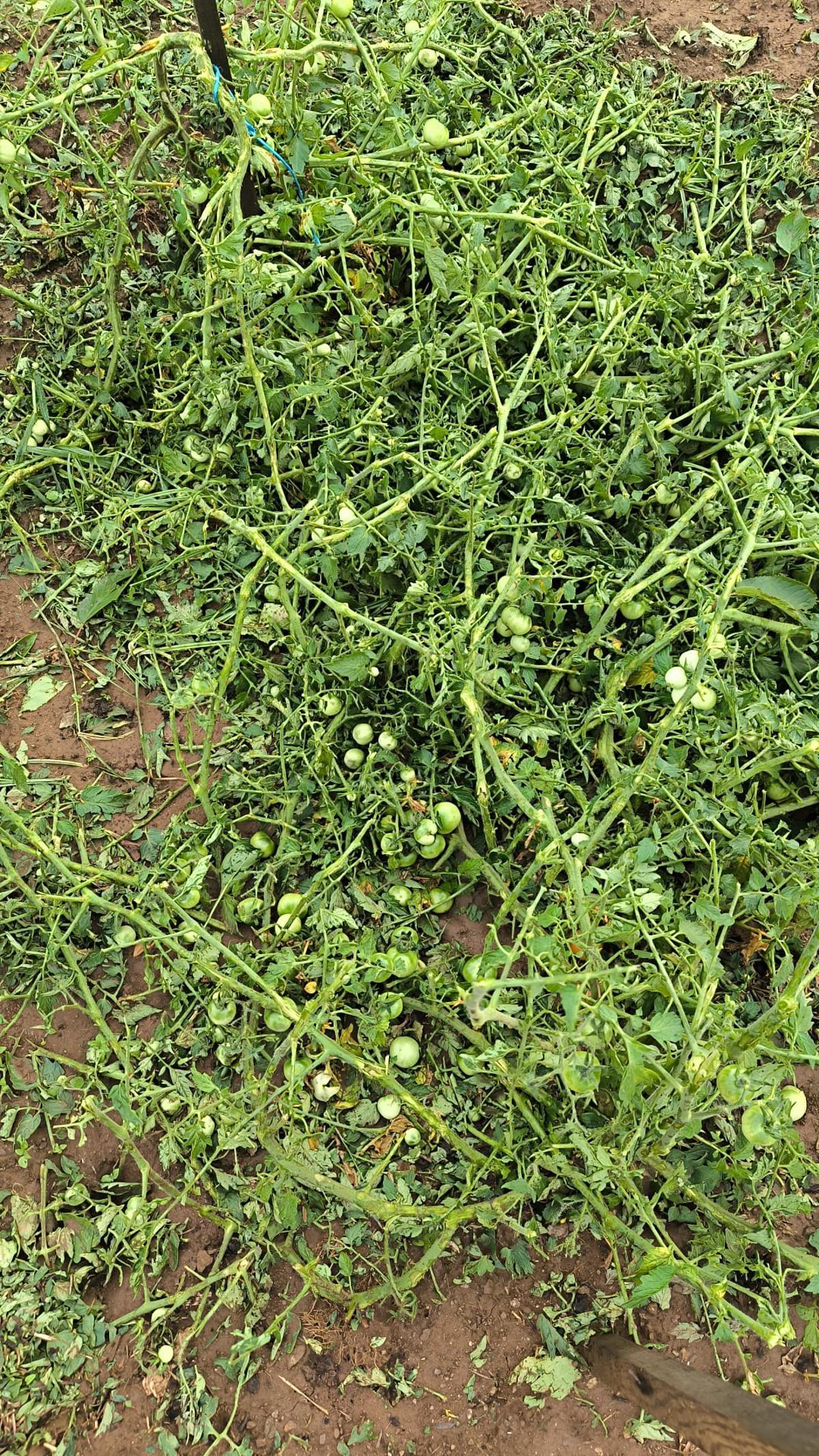 Tomates dañados en Obra.