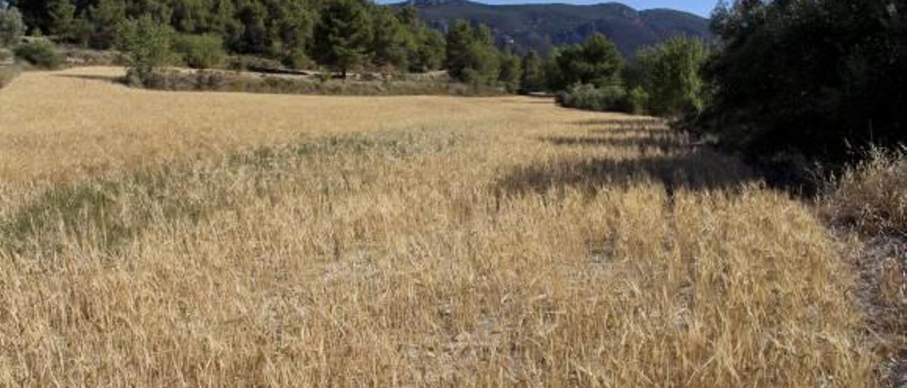 La zona reivindicada se ubica a partir del castillo de Barxell en dirección a Banyeres.