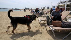 icoy33596633 barcelona 19 04 2016 barcelona  playa de llevant  160425180649