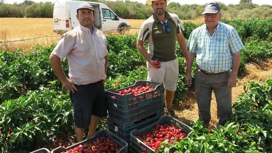 Los reponsables de la empresa Agromart, durante estos días de recolección.