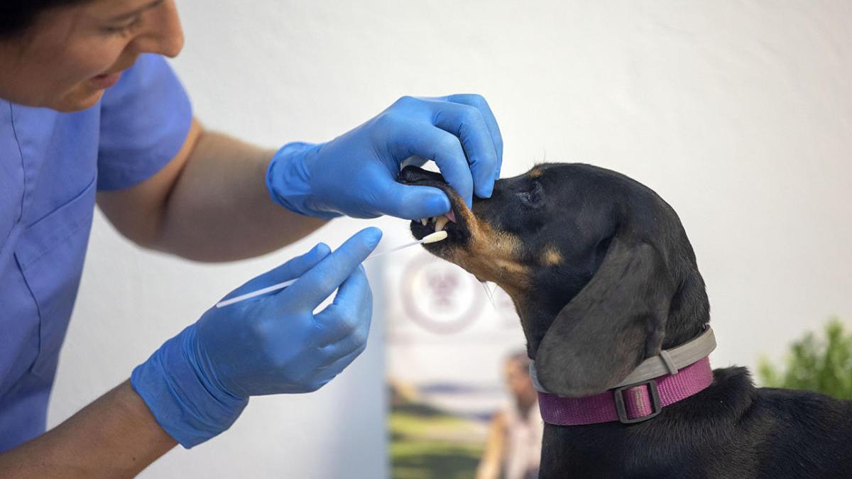 Una mujer realiza una prueba de ADN a un perro.