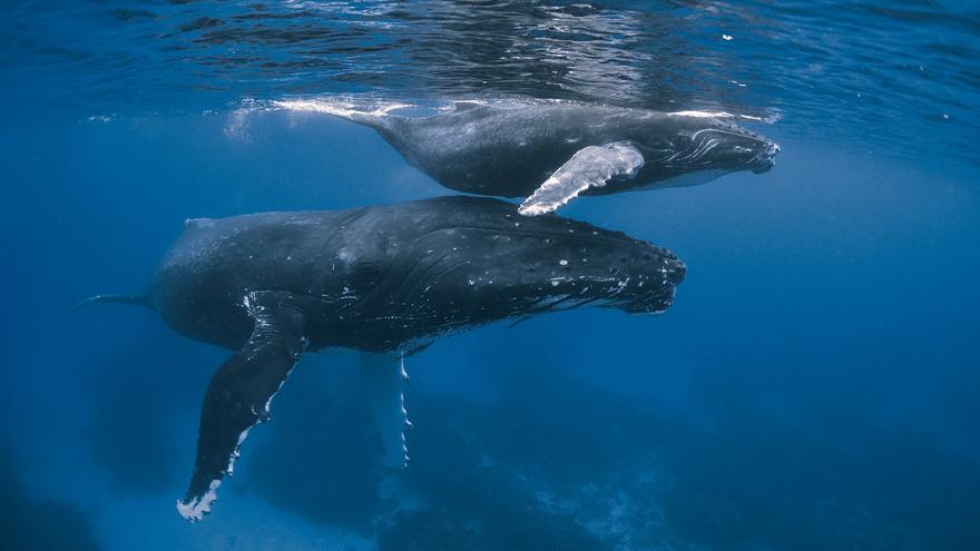 El ruido submarino llega a dejar sordos a los cetáceos