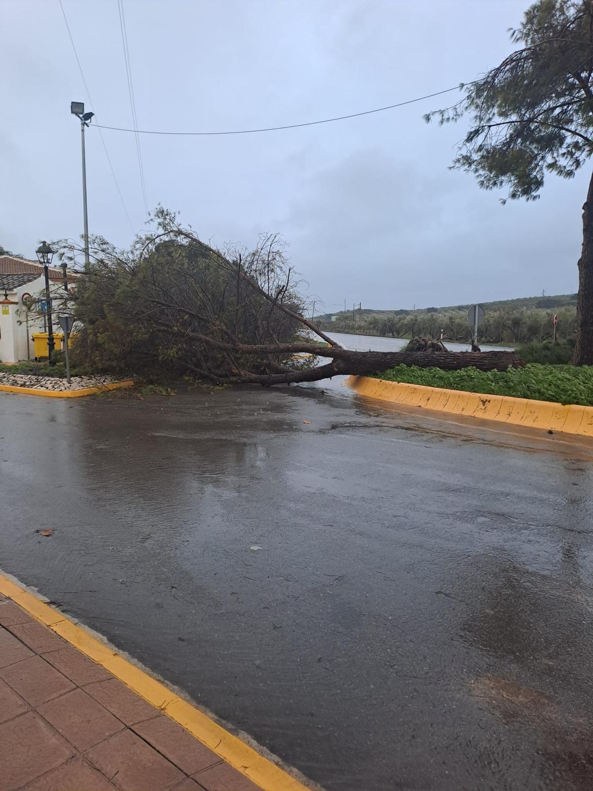 Pino caído en el acceso a la urbanización Cañada de la Plata de Puente Genil.