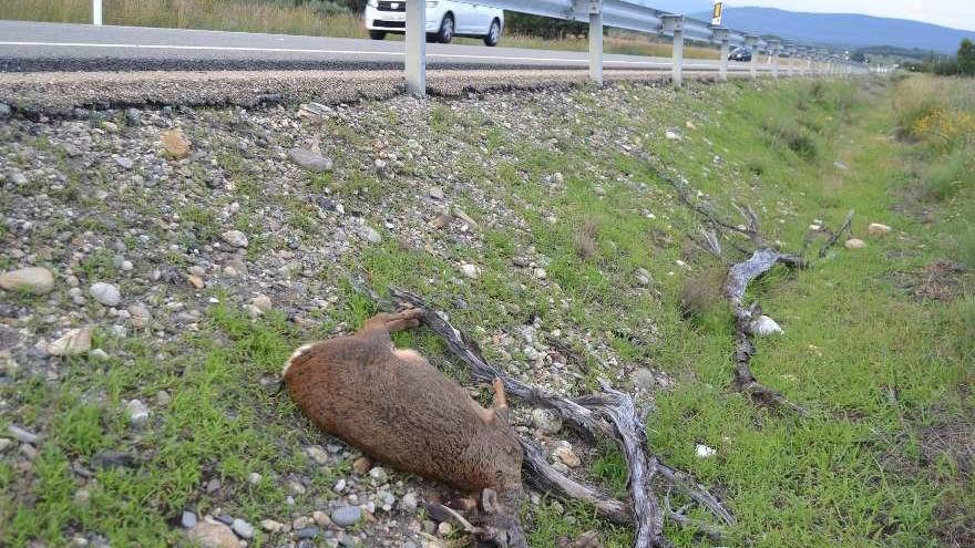 El cuerpo del corzo muerto, en la cuneta de la N-525.