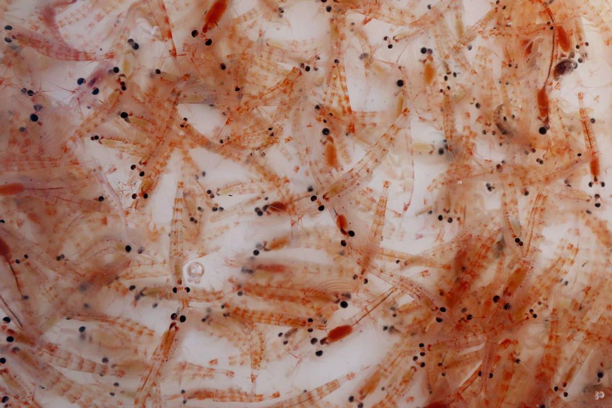 Ejemplares de krill capturados en la Antártida.