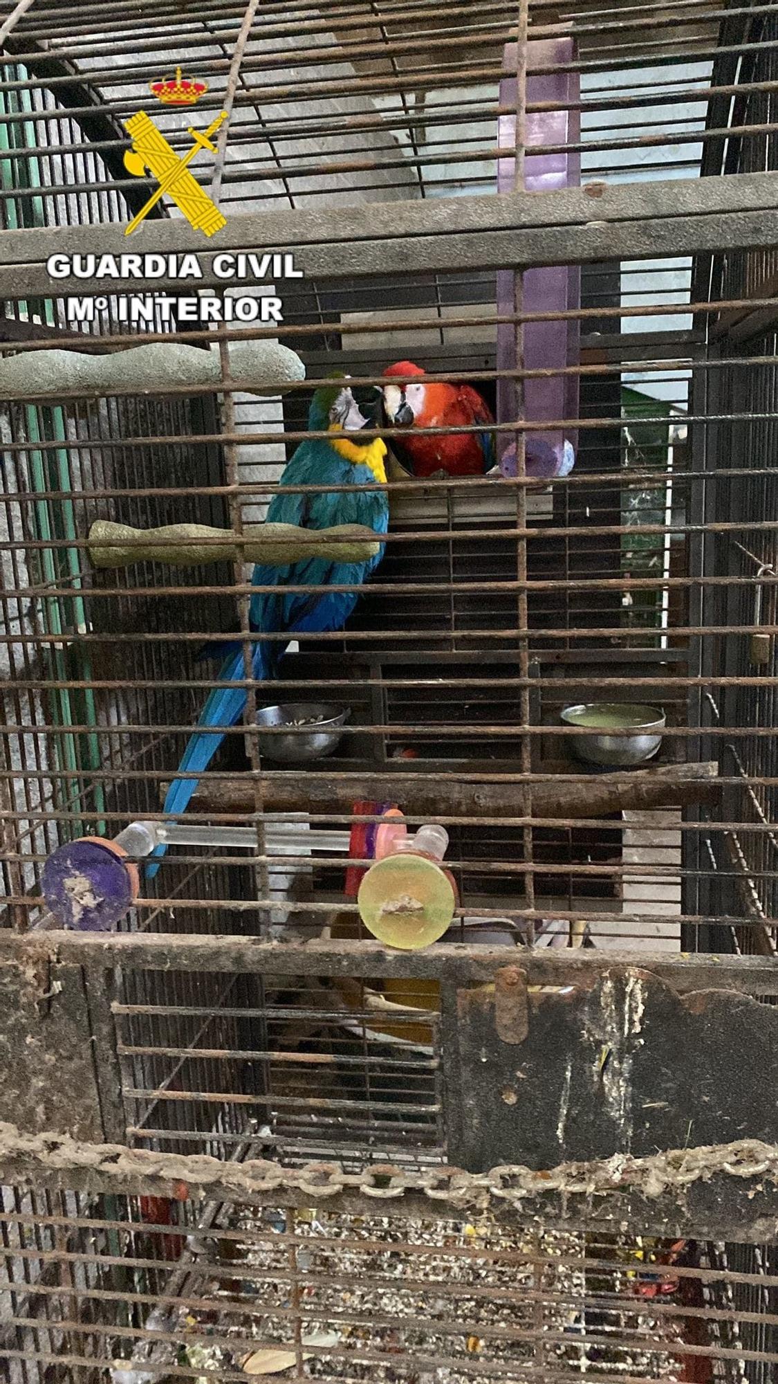 Desmantelado en Ordes el «criadero de los horrores»: más de 200 animales muertos y desnutridos