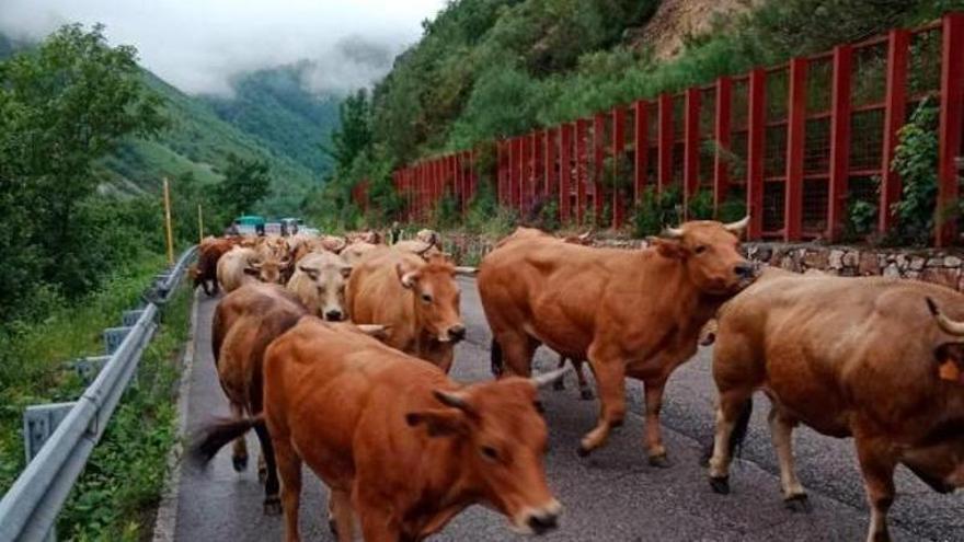 Un ganaderu xube col so ganáu pel puertu de San Isidro, n&#039;Ayer, el pasáu mes de xunu. | L. Camporro