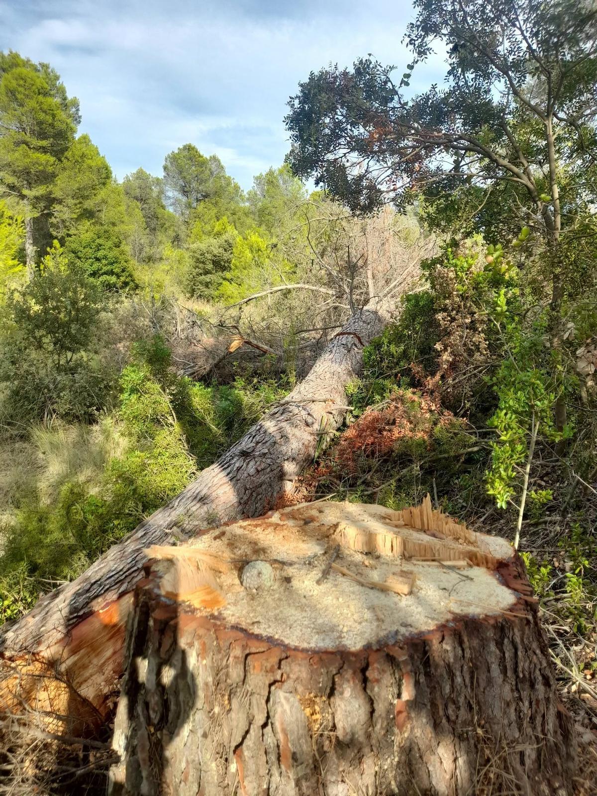 Uno de los pinos de grandes dimensiones talados en Enguera.