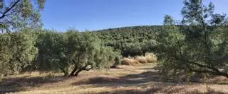 Calor y falta de agua amenazan la que se preveía la mejor cosecha del olivar en años