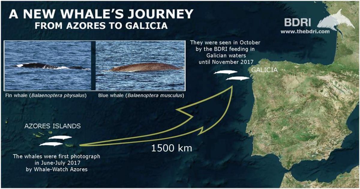 BDRI advierte: "El cambio climático amenaza la supervivencia de las grandes ballenas en nuestras aguas"