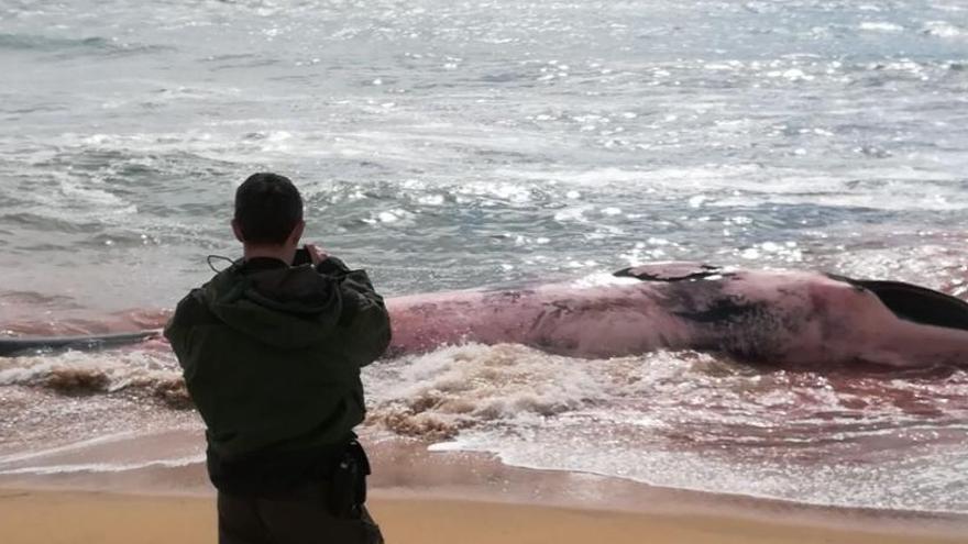 La ballena varada en la playa.