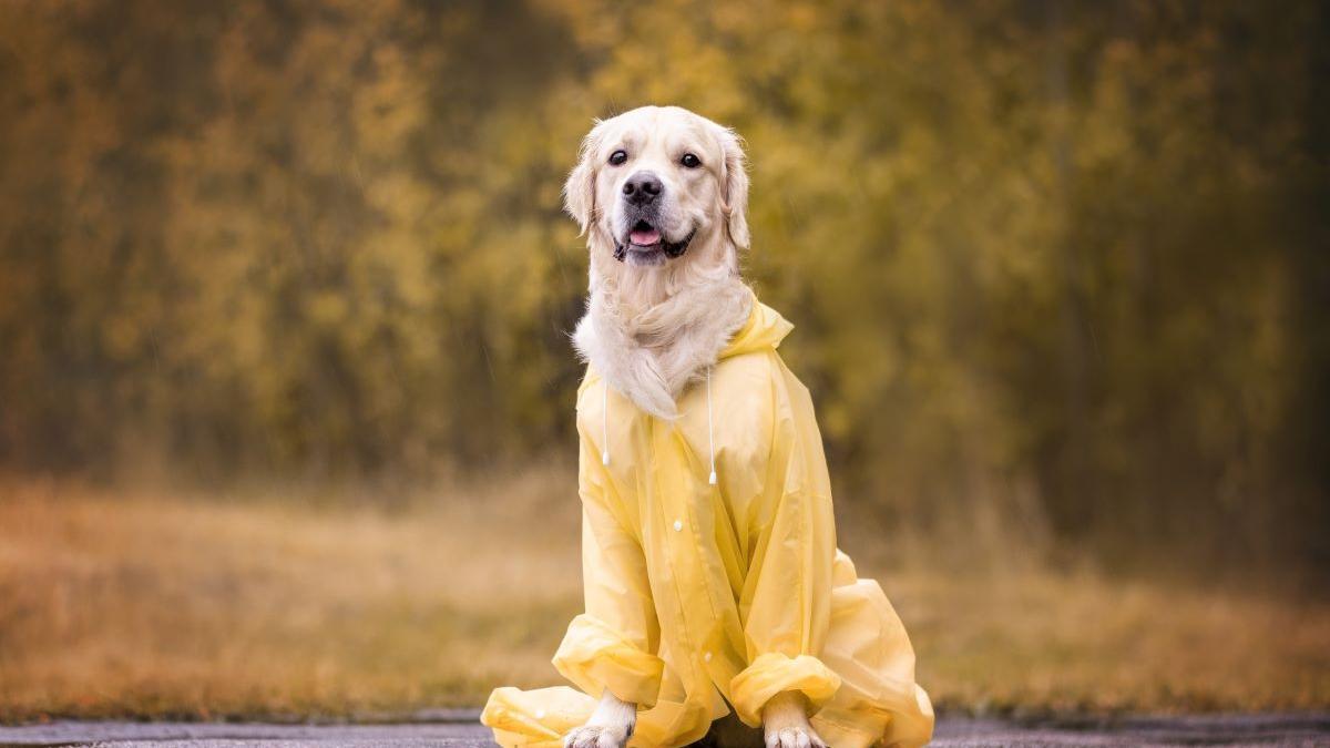El experto cuestiona la utilidad de estos abrigos en algunos tipos de perros.
