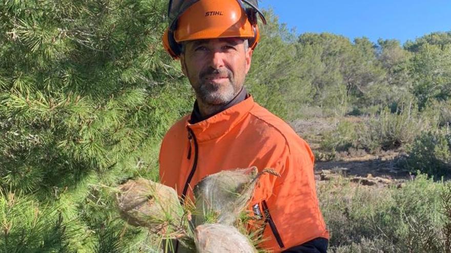 Formentera retira 1.500 bolsas de procesionaria la primera semana de campaña