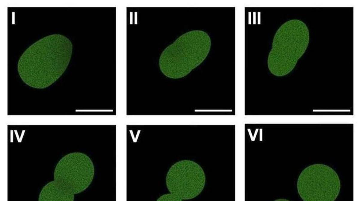 Crean la primera célula sintética del mundo con un ciclo de vida completo