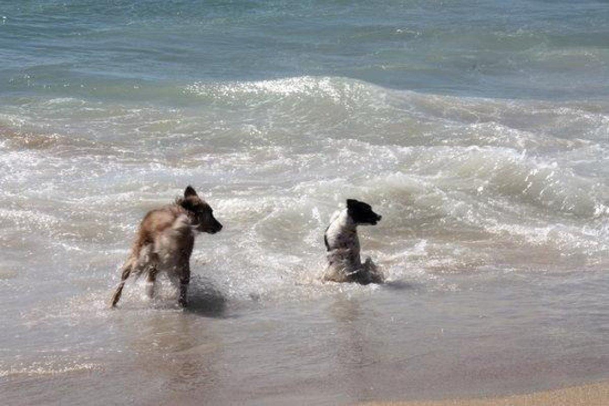 Dos perros se bañan en la playa de Salou