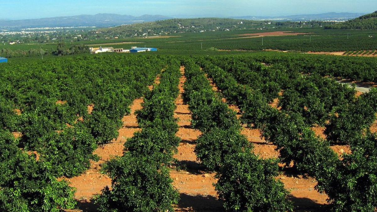 Cítricos y hortalizas, las tierras más caras