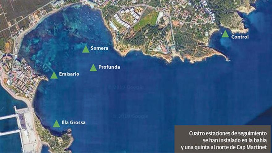 El 50% de la posidonia de Talamanca  está muerta en dos zonas de muestreo