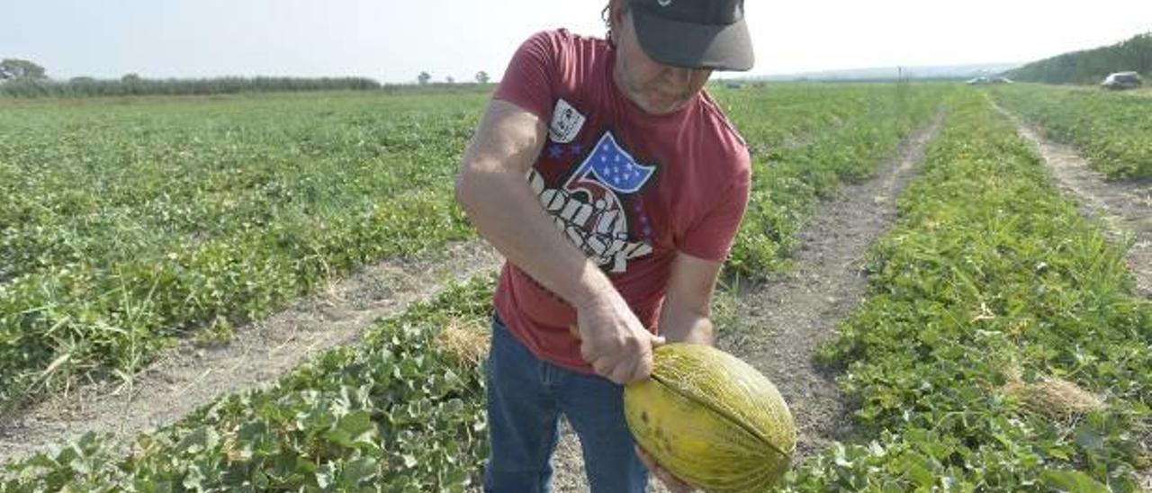 Un productor de melón de Carrizales en una de las plantaciones del Camp d&#039;Elx.