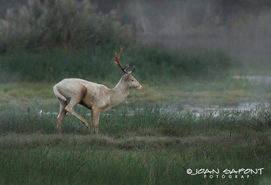 Una daina blanca als Aiguamolls de l''Empordà