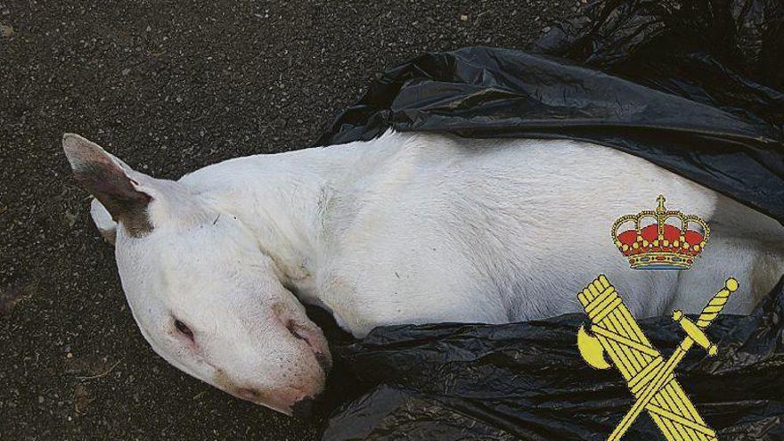 El cuerpo del animal muerto localizado por la Guardia Civil.