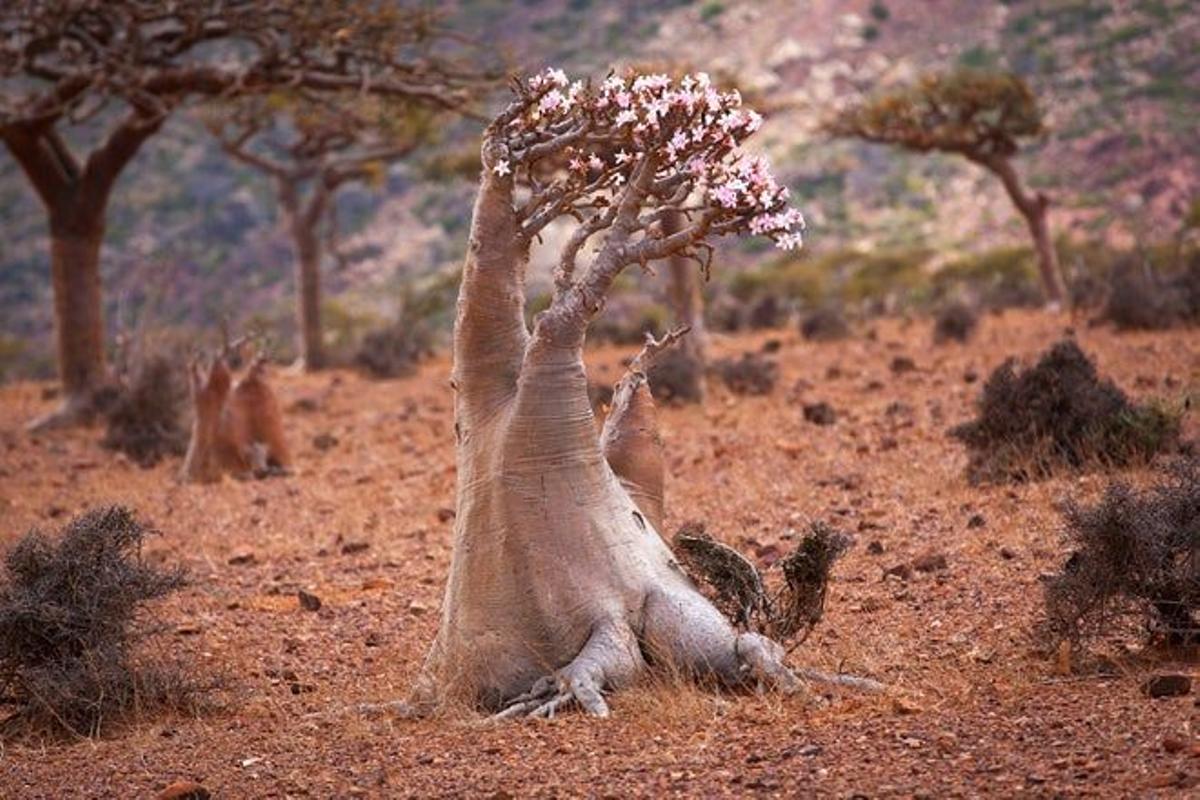 Isla Socotra