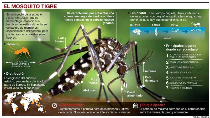 Sadeco localiza focos de mosquito tigre en el casco urbano de Córdoba