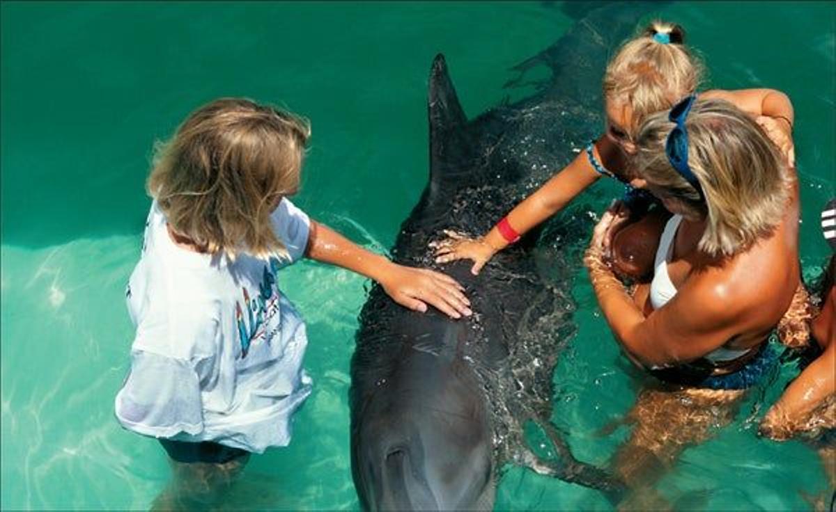 Delfinario de la turística Grand Bahama.