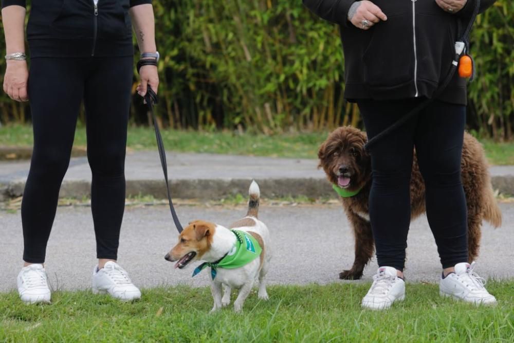 "Can We Run" reúne a más de 400 perros y corredores en el Parque Fluvial de Viesques, en Gijón.