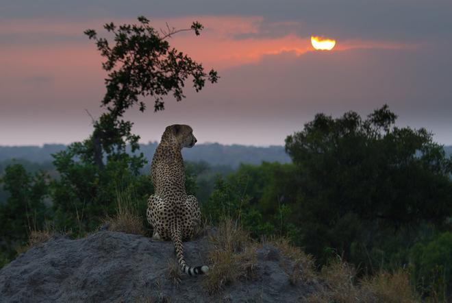 Sabi Sabi, África