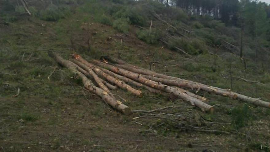 Bosc Viu se moviliza desde 2013 por la silvicultura destructiva