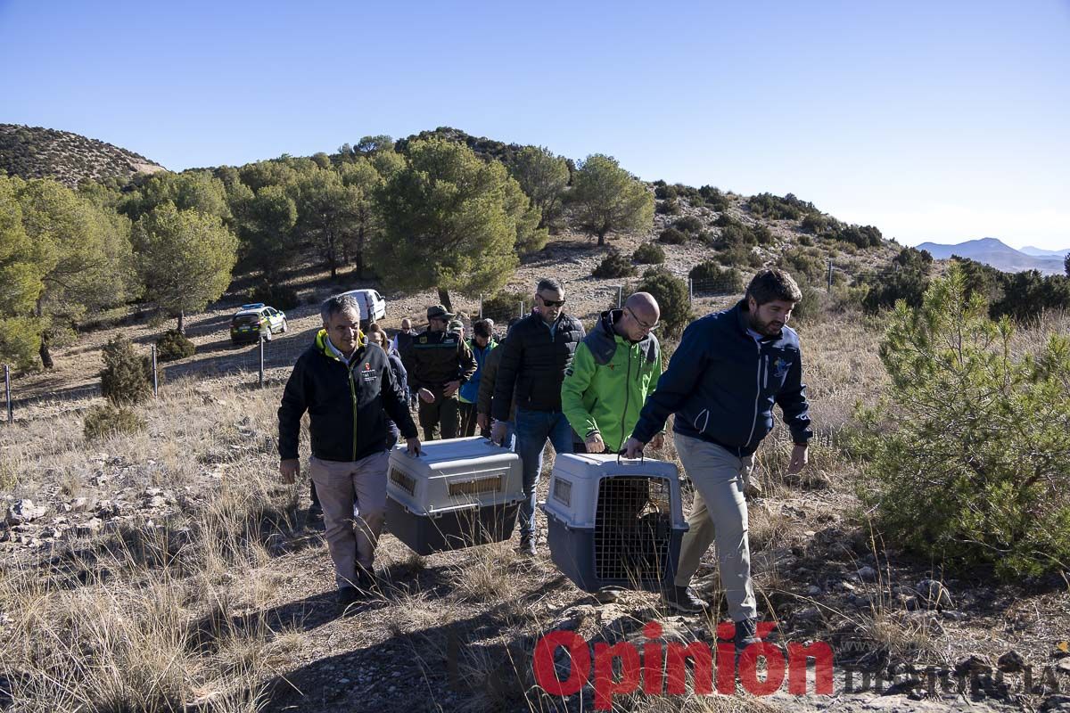 Suelta de dos buitres leonados en la Sierra de Mojantes en Caravaca