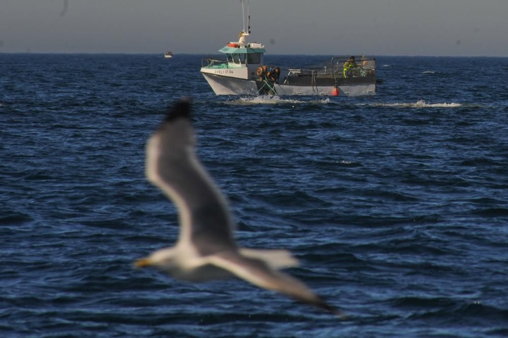 El pulpo, esquivo en Arousa