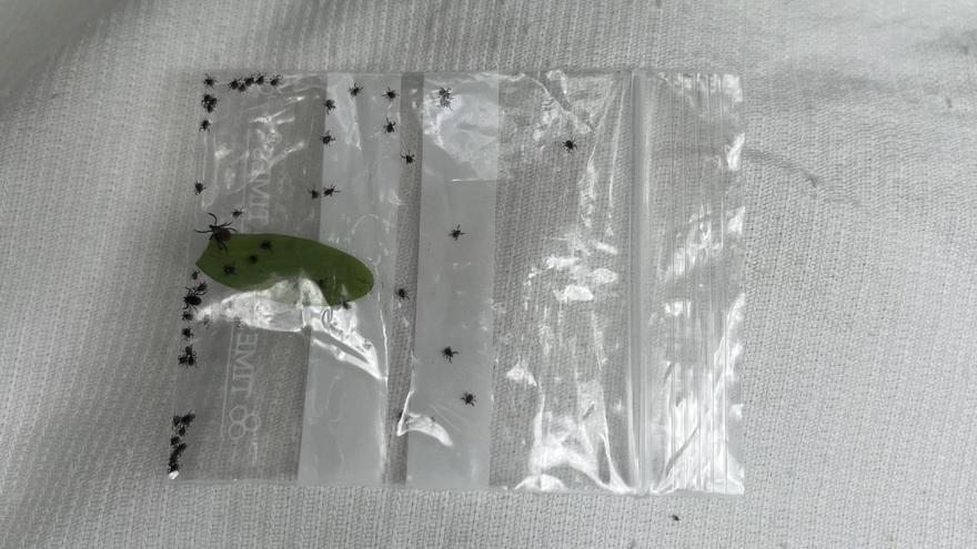 Investigación de garrapatas del proyecto de PyrTick.