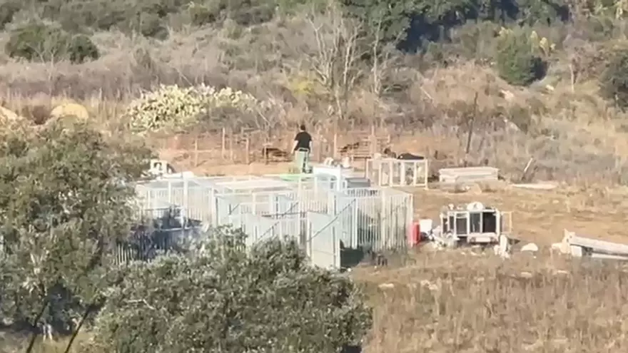 L'assentament amb les gàbies i els gossos