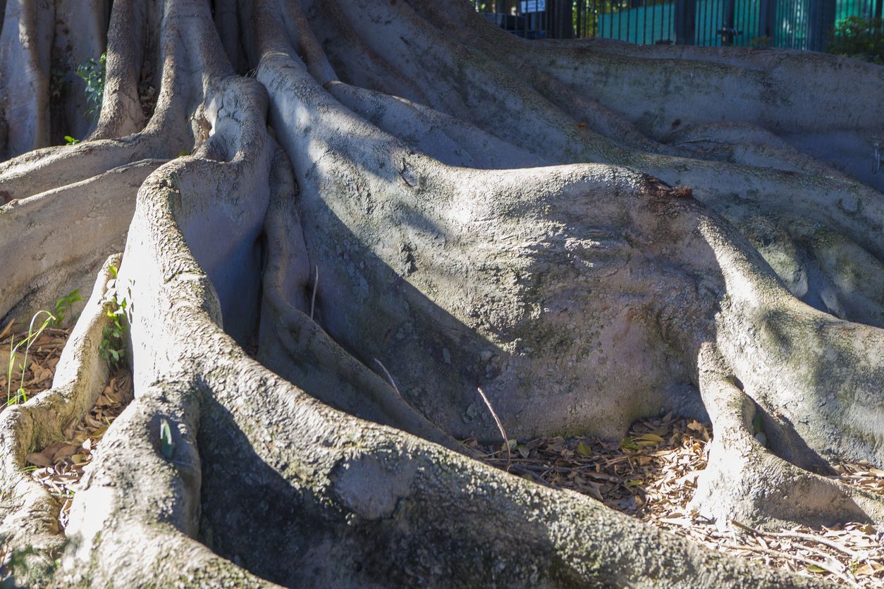 Raíces del gran árbol sevillano.