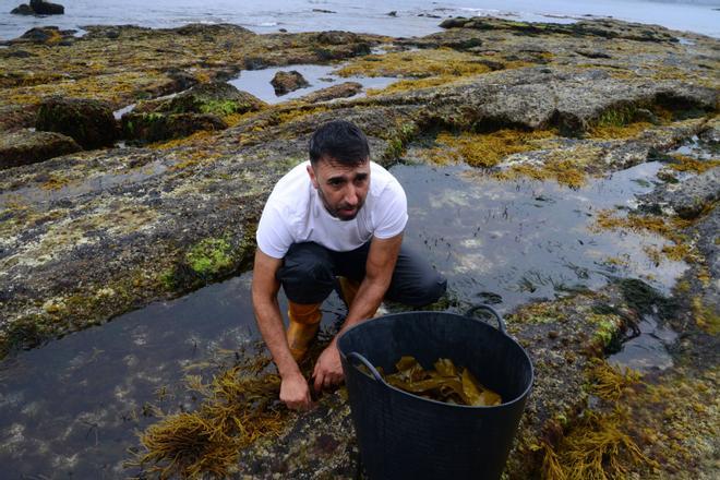Siembra de erizos en Cangas