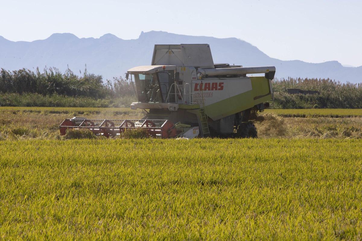 Cultivos de arroz en la Albufera