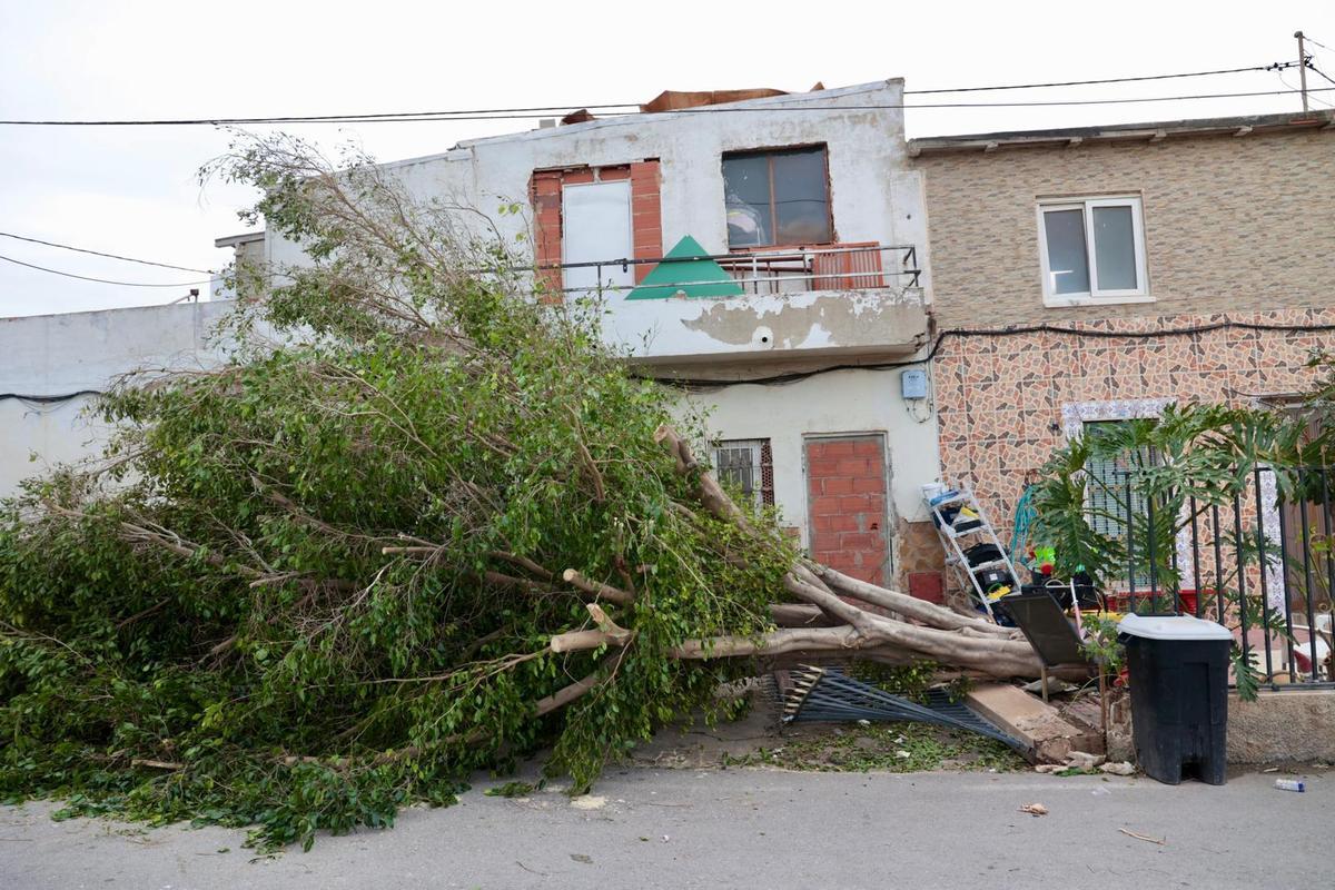 Arbol caído en la calle de la Mina, en el barrio del Cementerio de Alicante.