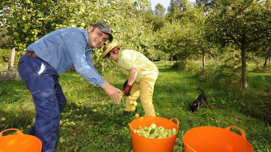 Recogida de manzana en las plantaciones de un lagar de A Estrada. |  // BERNABÉ/JAVIER LALÍN