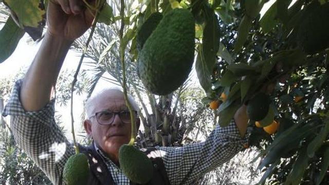 El aguacate ocupa ya en la Ribera una superficie equivalente a siete hectáreas