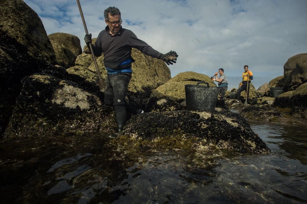 Así recolectan mejilla los bateeiros de Arousa