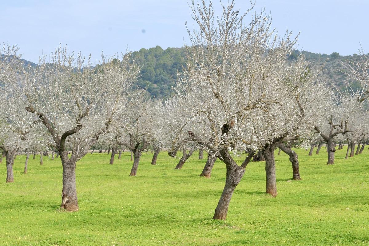 Las fotos de la tardía floración de los almendros en Mallorca Las fotos de la tardía floración de los almendros en Mallorca