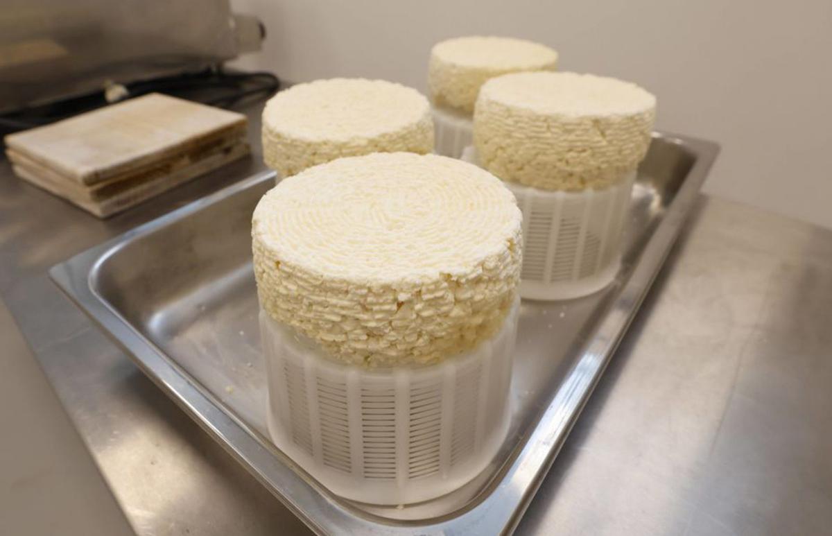 A la izquierda, los primeros quesos producidos; a la derecha, muestras de fermentos de gamonéu. | L. Murias