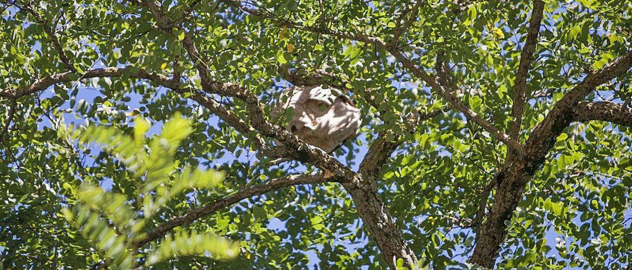 Nido de avispa asiática en un árbol junto a la iglesia de San Fiz de Margaride.