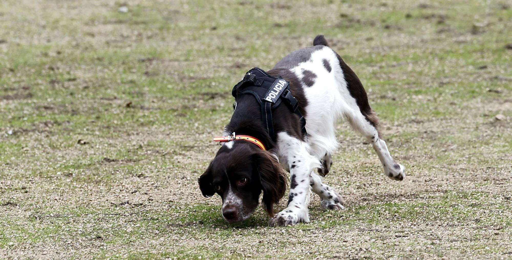 Exhibición de la Policía Nacional en el auditorio de Castrelos en Vigo