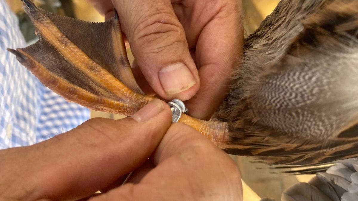 Los controles sobre las aves se acentúan en la Comunitat Valenciana.